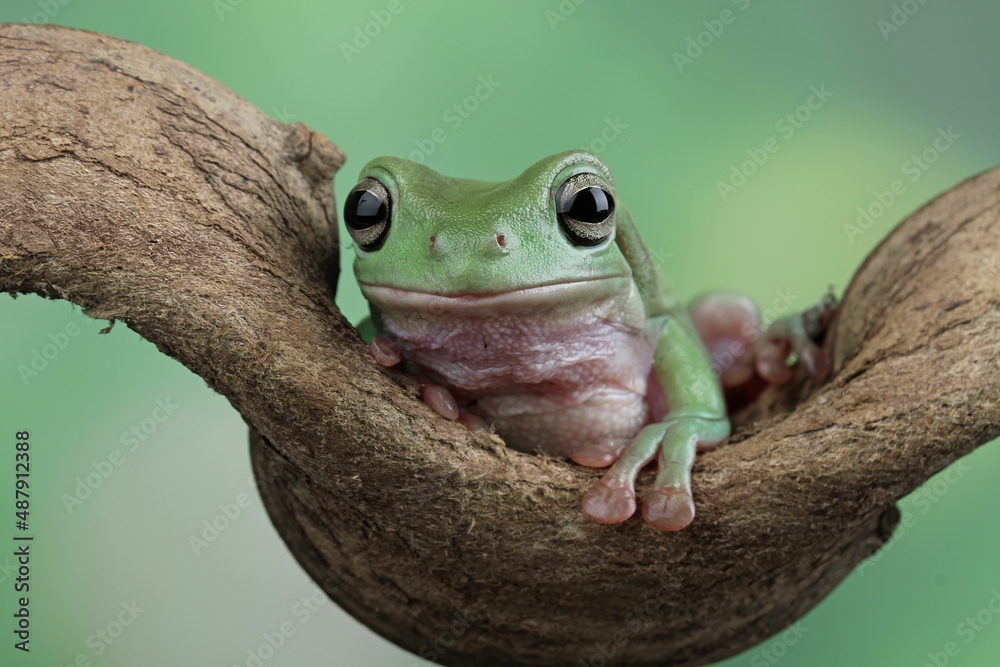 Naklejka premium Australian green tree frog