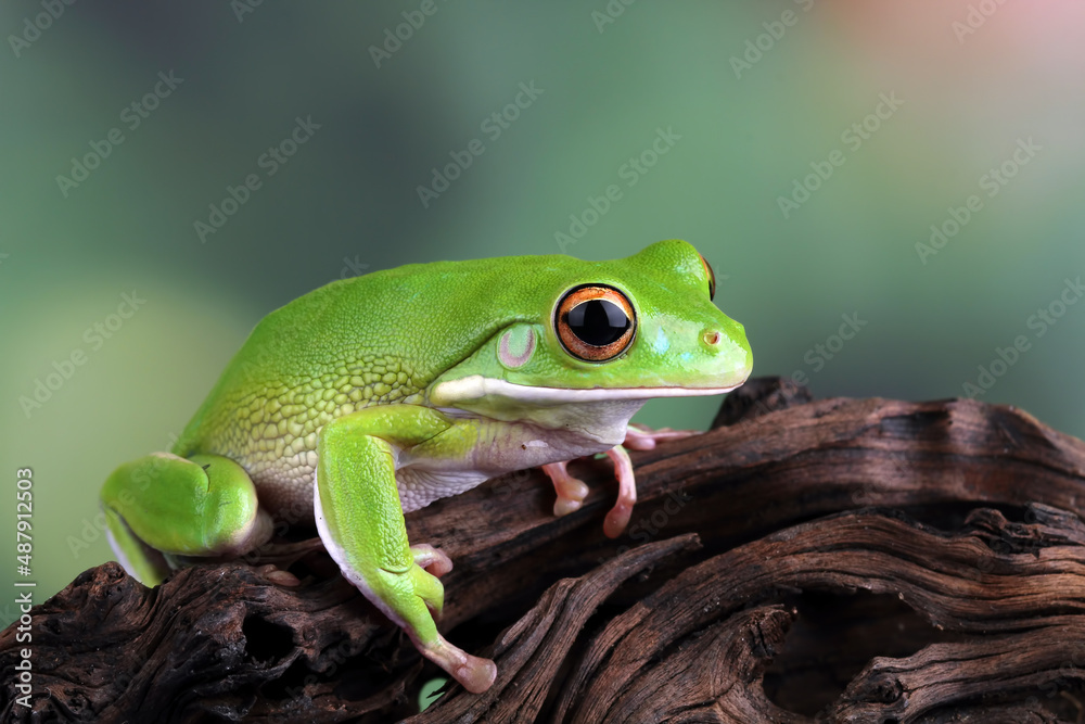 White lipped tree frog, green tree frogs White lipped tree frog, green tree frogs