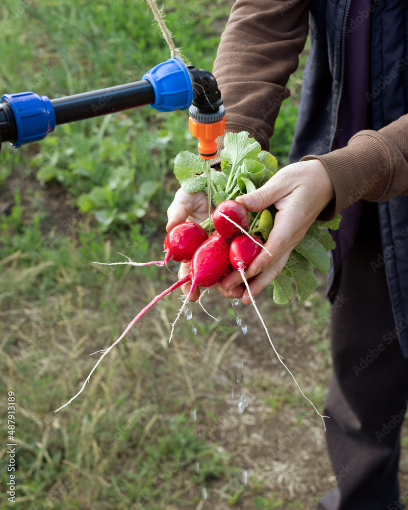 Fototapeta premium Cropped image of woman washing fresh radish with water from tap on agriculture field
