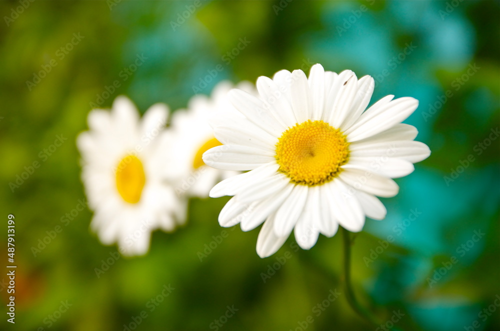 flower with leaves and green background flower with leaves and green background