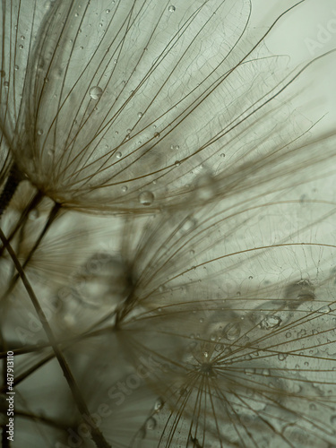 Fototapeta Naklejka Na Ścianę i Meble -  Dandelion on a gray background macro. Fluffy. Selective focus