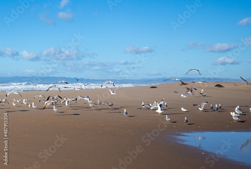 Seagulls flying low and taking off at Santa Maria river at the Rancho Guadalupe Sand Dunes Preserve on the central coast of California United States