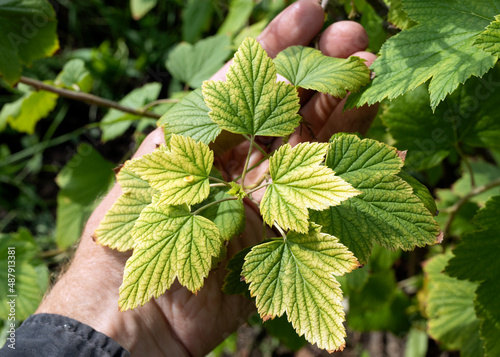 Man hand holds weakened plant with yellow leaves and streaks indicating mineral deficiency. lack of nitrogen, potassium.