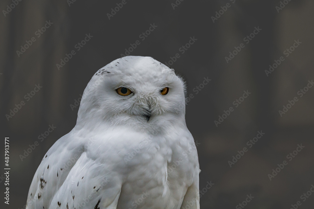 Snow owl with bright organge eyes. Close up. 