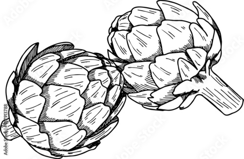 Sketch drawing of the artichoke line. Vector illustration