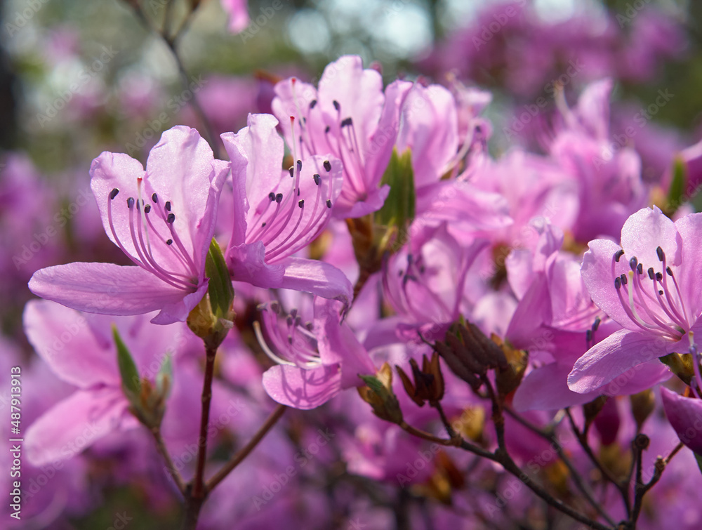 Obraz premium Purple Rhododendron flowers in the back light. Japan