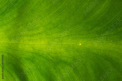 Green leaf veins textures for backgrounds and wallpaper. Texture background. Abstract background. Macro photography. Close up photo
