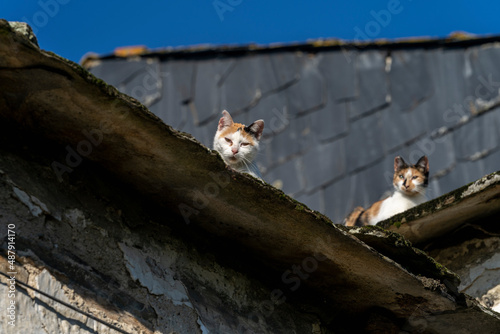 Sticker Streets cats on a roof in Lugo Spain