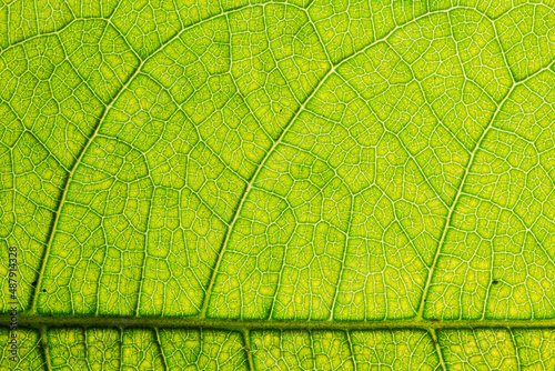 Detailed green leaf veins textures for backgrounds and wallpaper. Texture background. Abstract background. Macro photography. Close up