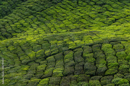 Beautiful green color of Tea farm at Cameron Highlands in Pahang, Malaysia during sunrise