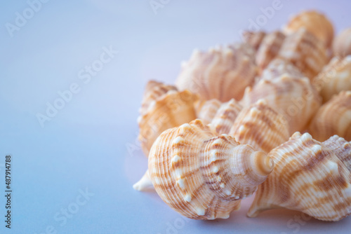 Close-Up of Collection of Shells on Blue Background with Selective Focus and Copy Space