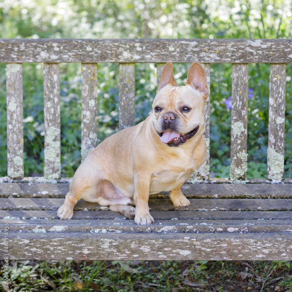 5-Years-Old Red Tan Frenchie Male Sitting on Bench and Panting. Farm in Northern California. 5-Years-Old Red Tan Frenchie Male Sitting on Bench and Panting. Farm in Northern California.