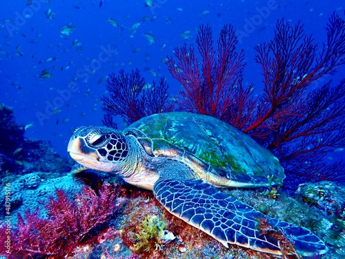 green sea turtle