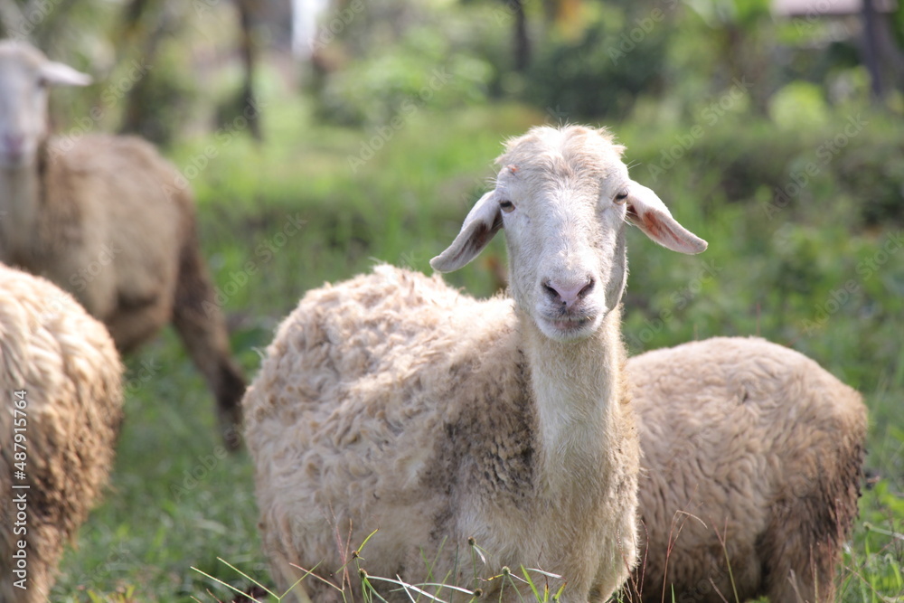 selective focus of the grumpy goat who is looking for grass food in the fields selective focus of the grumpy goat who is looking for grass food in the fields