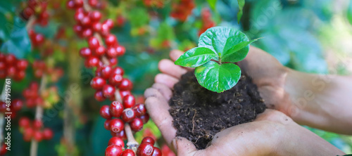 banner plantation coffee tree with farmer hand in farm.harvesting Robusta and arabica  coffee berries by agriculturist hands,Worker Harvest arabica coffee berries on its branch. photo