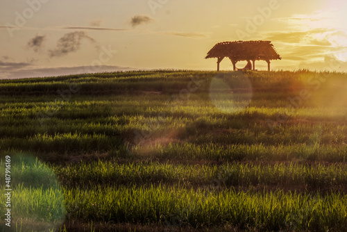 Green rice fields with huts in the middle of rice fields and evening sky with reflective light, Lampung Indonesia