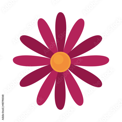 flower petals nature