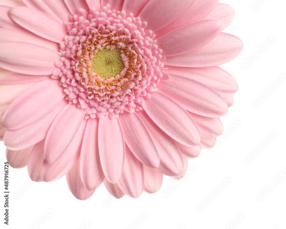 Beautiful pink gerbera flower on white background, closeup Beautiful pink gerbera flower on white background, closeup