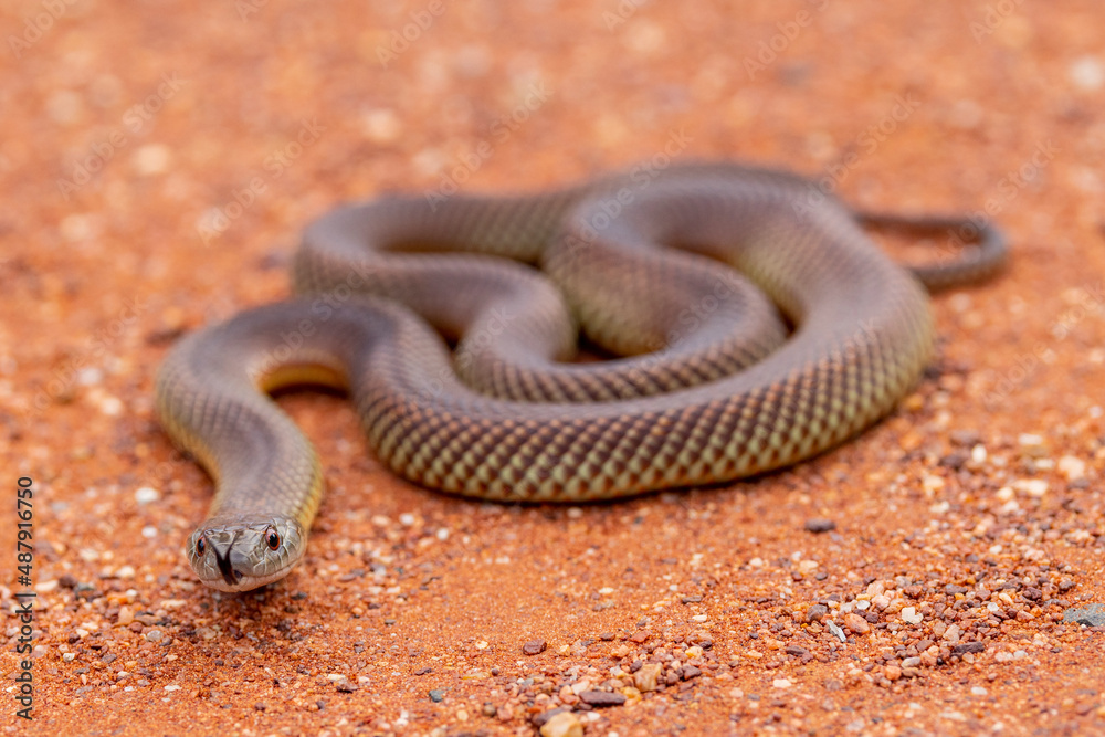 Australian Mulga or King Brown Snake flickering it's tongue Australian Mulga or King Brown Snake flickering it's tongue