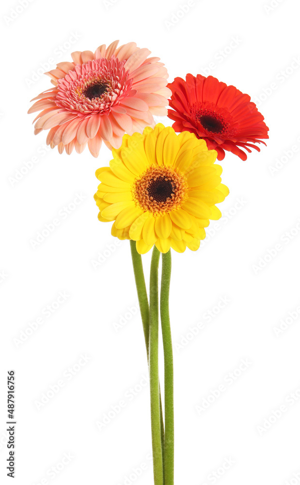 Beautiful colorful gerbera flowers on white background Beautiful colorful gerbera flowers on white background