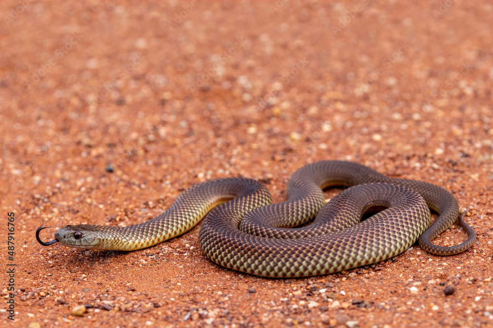 Fototapeta premium Australian Mulga or King Brown Snake flickering it's tongue
