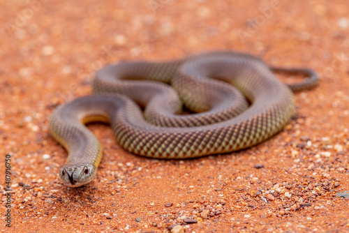 Australian Mulga or King Brown Snake flickering it's tongue