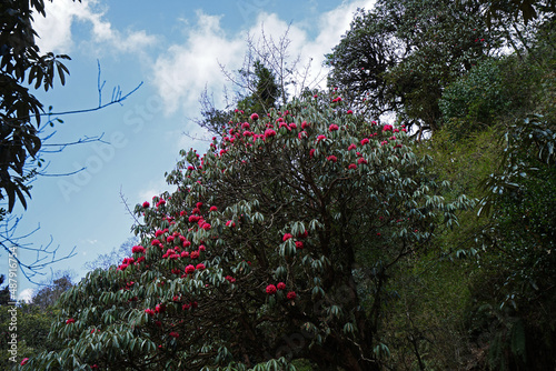 Full bloom of Rhododendron tree with cloudy blue sky  National flower of Nepal