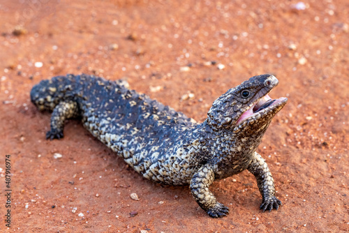Australian Shingle-back Lizard with mouth open showing it's blue tongue