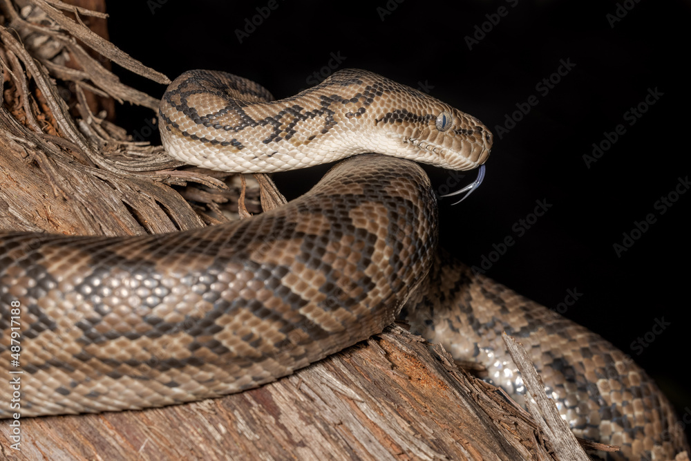 Murray Darling Carpet Python flickering it's tongue Murray Darling Carpet Python flickering it's tongue