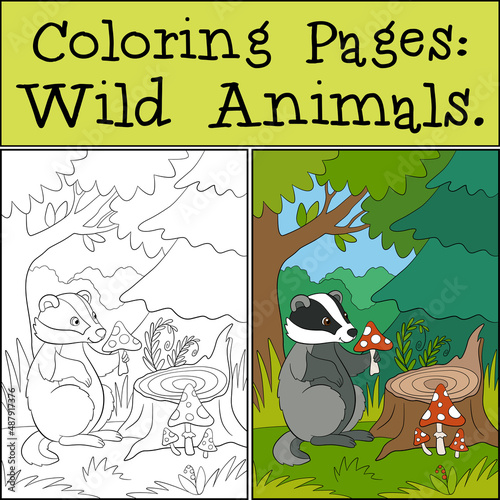 Coloring Pages: Wild Animals. Little cute badger sits and holds an amanita in the hands.
