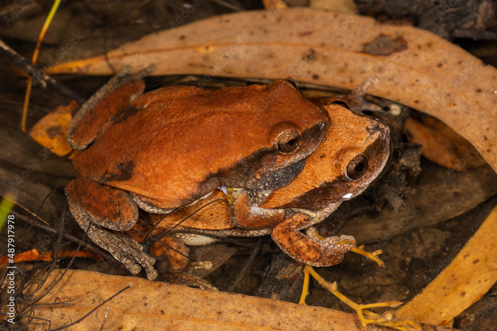 Fototapeta premium Australian Desert Tree Frogs in amplexus