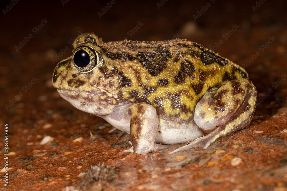 Sudell's Frog looking for food at night Sudell's Frog looking for food at night