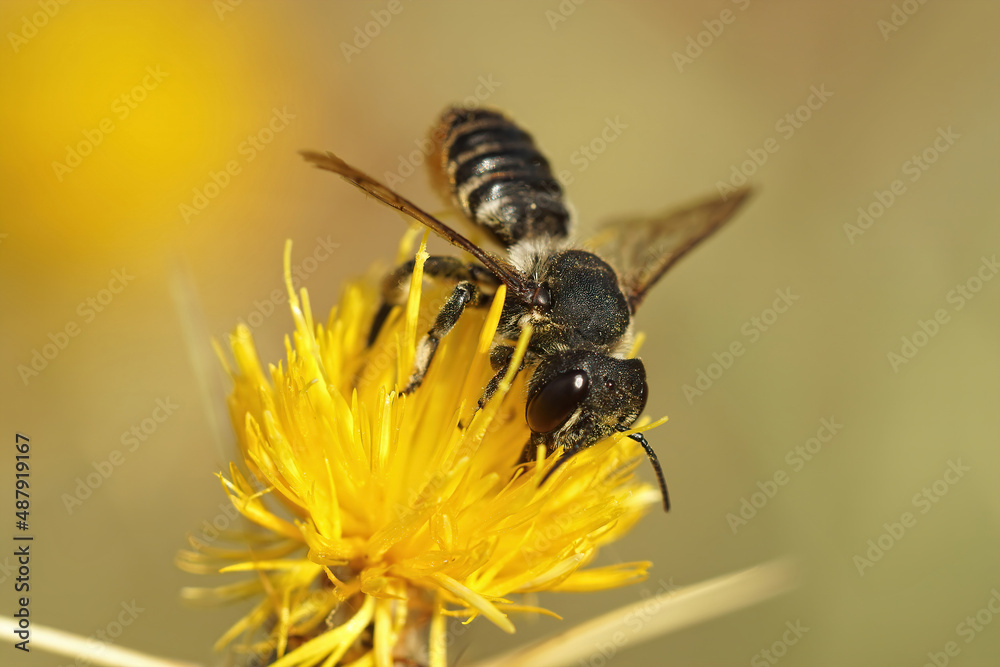 Closeup on a female mediterranean leafcutter bee, Mechile pilicrus sipping nectar form the Yellow starthistle flower, Centaurea solstitialis Closeup on a female mediterranean leafcutter bee, Mechile pilicrus sipping nectar form the Yellow starthistle flower, Centaurea solstitialis