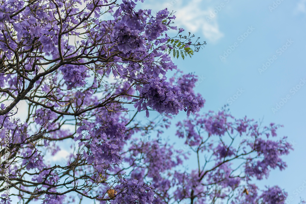 Spring Jacarandas Spring Jacarandas