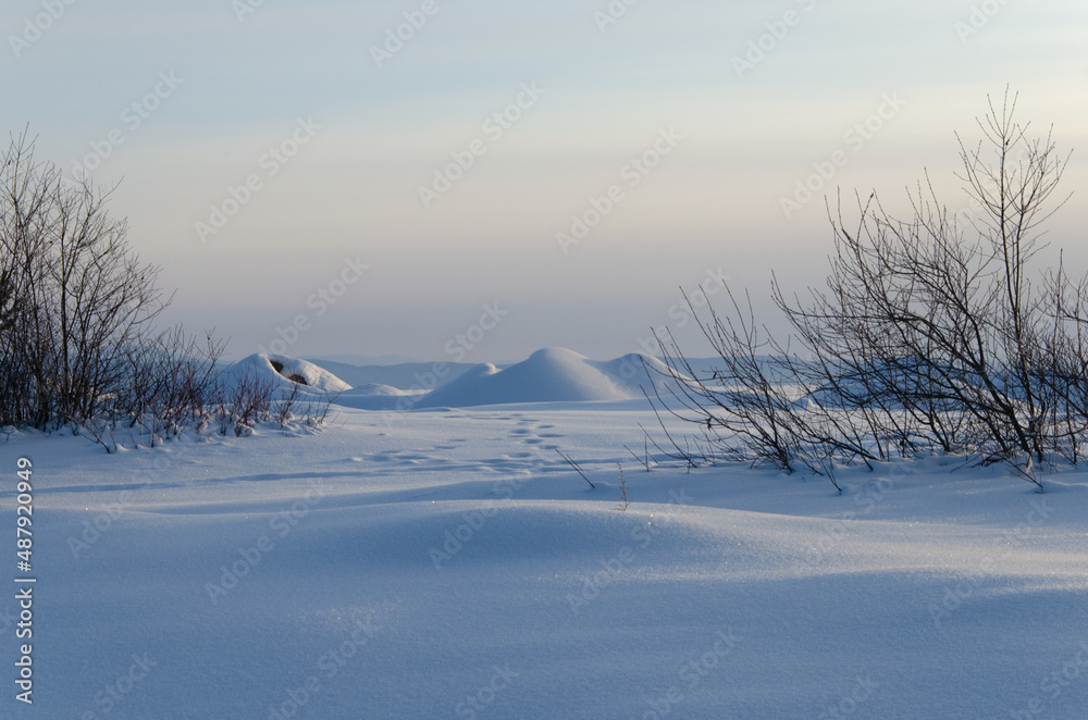 Winter landscape. Flat snow field with snowdrifts. The bushes are covered with snow.