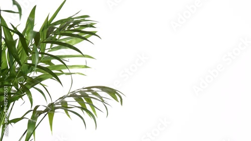 Closeup green palm tree leaves isolated on white background. Nature frame decor.