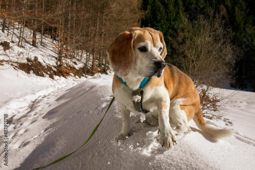 Fototapeta Naklejka Na Ścianę i Meble -  winter walk in the snowy mountains