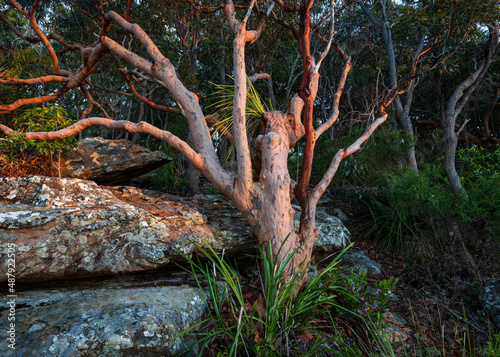 early morning light on sydney red gum tree