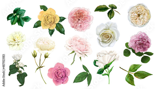 Set of gentle english roses, hand drawn vector