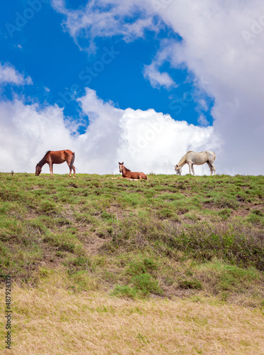 Horses grazing on a hill with blue sky in the background, Horses eating grass on a hill with blue sky in the background