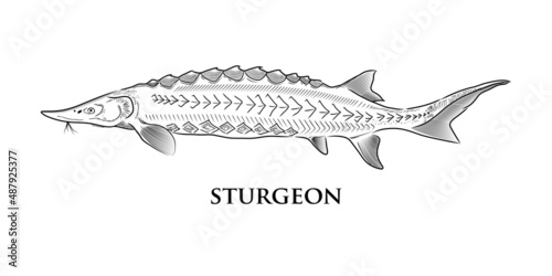 Foto sturgeon Fish, vector hand drawing on a white background