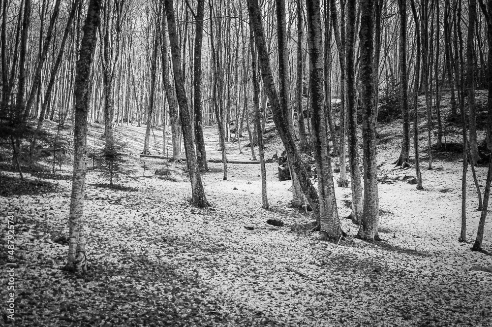 Naklejka premium Sottobosco ricoperto di neve in BN