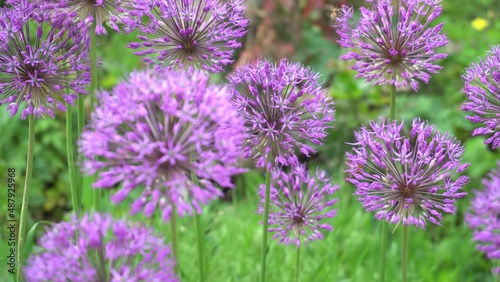 summer flowers on the background of grass