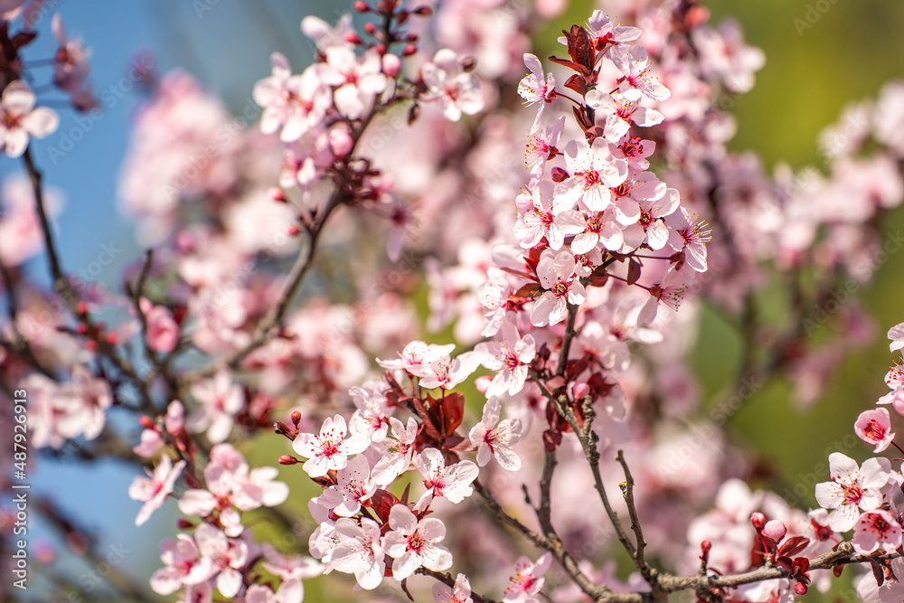 Blooming Purple leaf Krauter Vesuvius (Cherry Plum). Floral background.