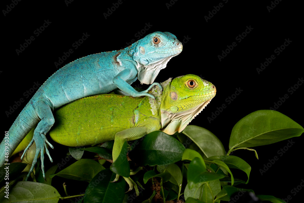 Fototapeta premium The juvenile Blue Iguana and Green Iguana posing in conservation area.