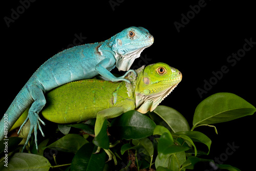 The juvenile Blue Iguana and Green Iguana posing in conservation area.