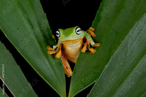 A Flying Frog (Rhacophorus reinwardtii) on a leaf.