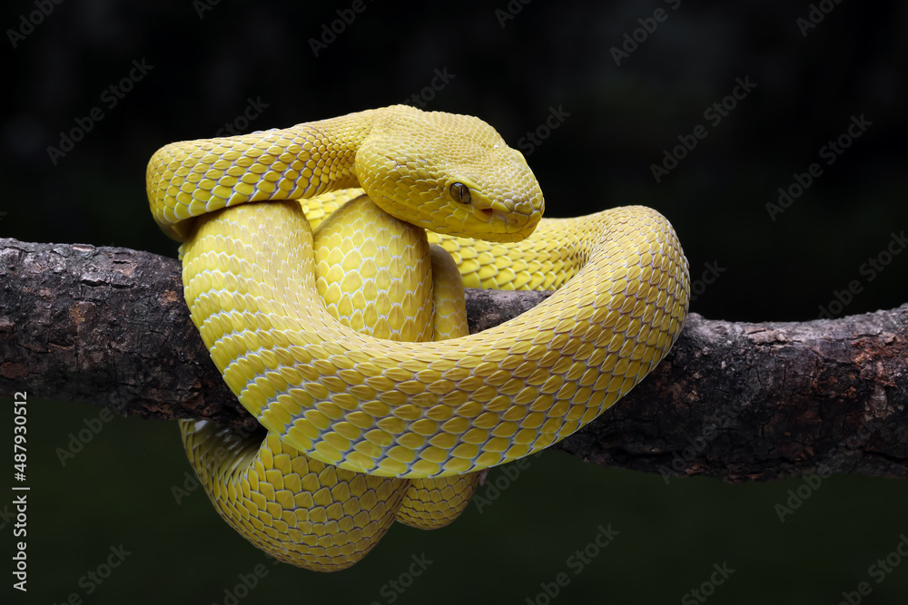 Obraz premium The Yellow White-lipped Pit Viper (Trimeresurus insularis) on branch.