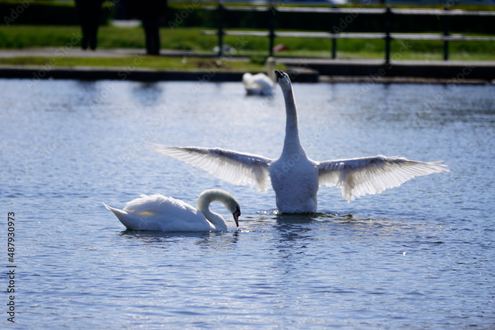 Fototapeta premium Stolzer Schwan auf einem See