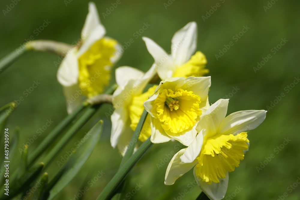 Frühlingsblumen Krokus, Osterglocke in Nahaufnahme Frühlingsblumen Krokus, Osterglocke in Nahaufnahme